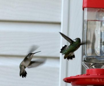 Hummingbird Migration, Daylily Photos and a Mystery Tool Image